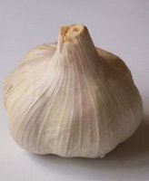 Ajo. Allium sativum